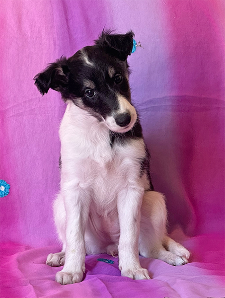 6 weeks - Pup 2 curious